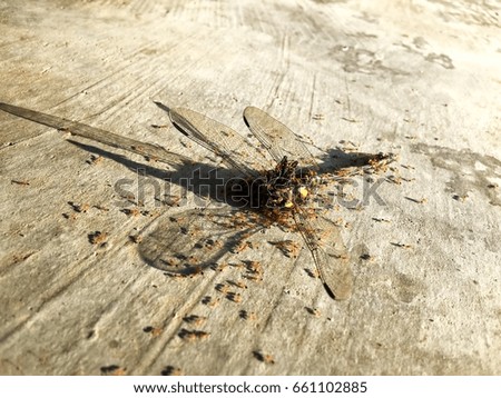 Ants eating insect