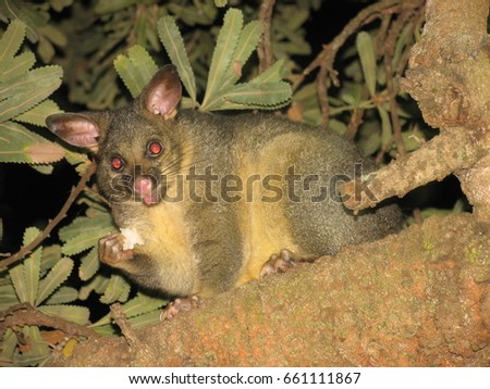 Night Australian possum Phalangeridae eating stolen bread, Jervis Bay, New South Wales, Australia 