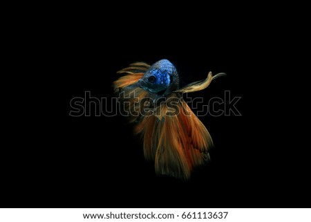 Yellow-blue siamese fighting fish isolated on black background. Betta fish