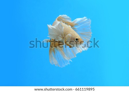 Capture the moving moment of siamese fighting fish isolated on blue background. betta fish