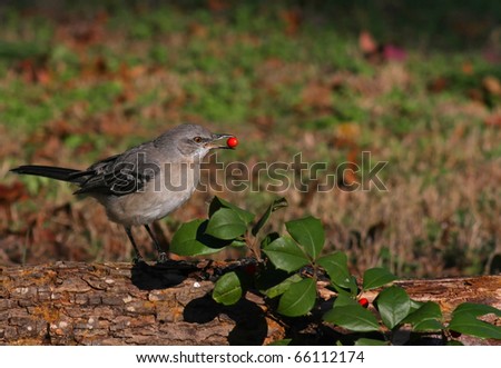 Northern Mockingbird on a Log with Holly Leaves
