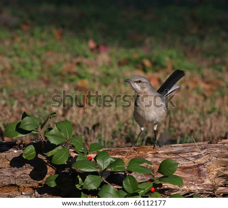 Northern Mockingbird on a Log with Holly Leaves