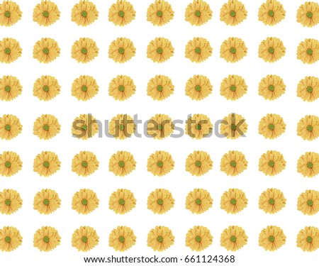 Seamless pattern of fresh yellow daisy flower on white background