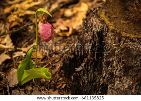 Flower Pink Ladyslipper, Moccasin Flower in the forest