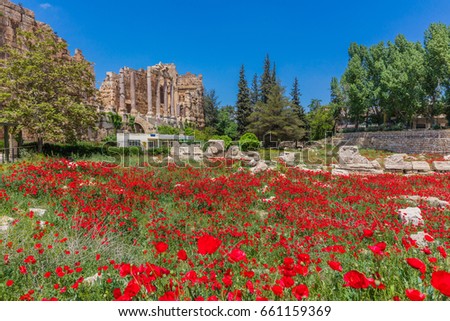 Poppy field in front of  the romans ruins of  Baalbek in Beeka valley Lebanon Middle east