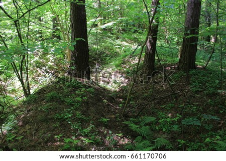 Trenches of the Second World War in the forest