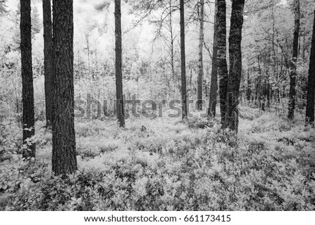 summer forest with harsh shadows and clouds. infrared image