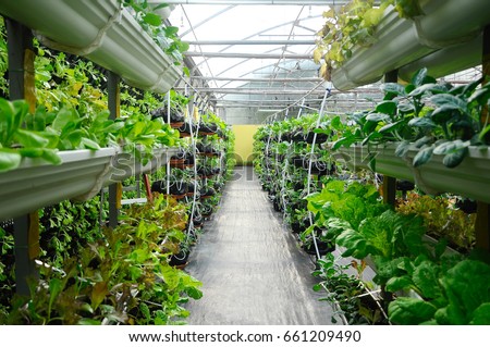 Vegetables are grown using fertigation system. Vegetables can be planted in a small space and arranged vertically. Using less soil and water mixed with fertilizer supplied by drip irrigation.
 Royalty-Free Stock Photo #661209490