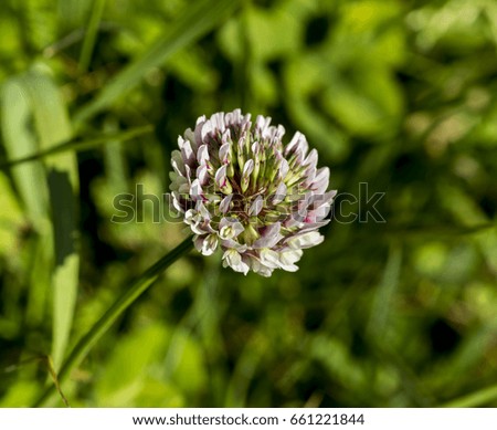 the clover flower in the green field