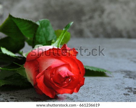 Red white rose on a gray background. Macro. Copy space.