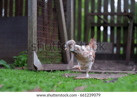 Beautiful chicken closeup in the backyard. Chicken Photo
