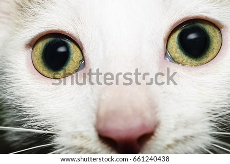 Portrait Of Beautiful White Kitten With Intricate Light Green Eyes Looking At Camera