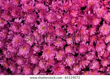 Close up of pink flower background