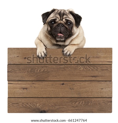 cute smiling pug puppy dog hanging with paws on blank wooden promotional sign, isolated on white background