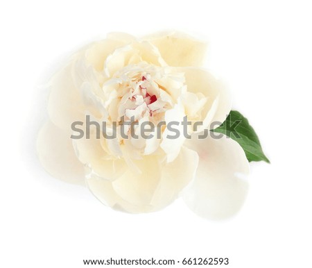 Beautiful peony flower on white background, closeup