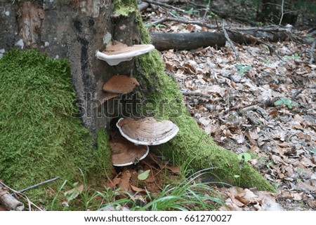 Mushroom in the woods