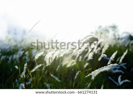 Flower grass and sunrise background in the morning