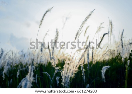 Flower grass and sunrise background in the morning