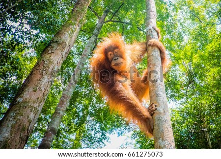 orangutan in the jungle of indonesia Royalty-Free Stock Photo #661275073