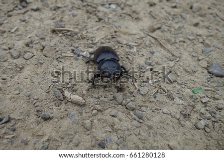 European beetle. Transcarpathia