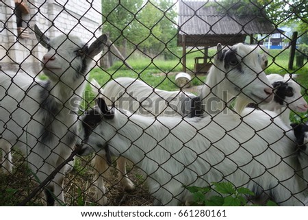 Domestic goat (Capra aegagrus hircus). Farm animal. Transcarpathia