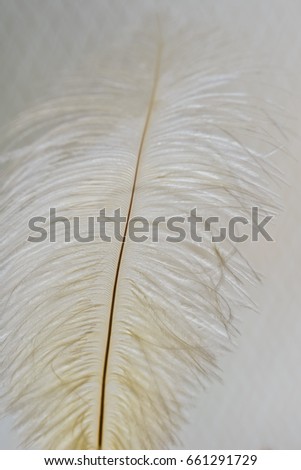 Beautiful white hairy leaves in nature park