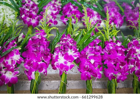 Purple orchid  for sale in Thai