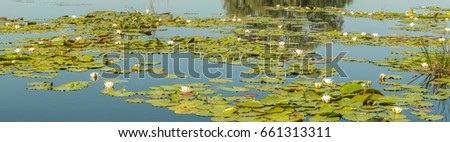 Panorama of a large number of white lilies on the Dnieper Bay near Kiev.