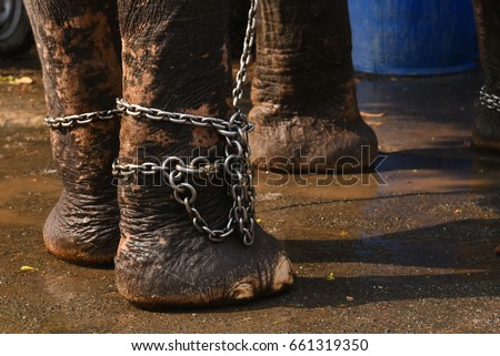 Chained Indian elephant enjoying his refreshing bath in water in hot summer weather, Kerala  India. To reduce body heat and cool down. Royalty-Free Stock Photo #661319350