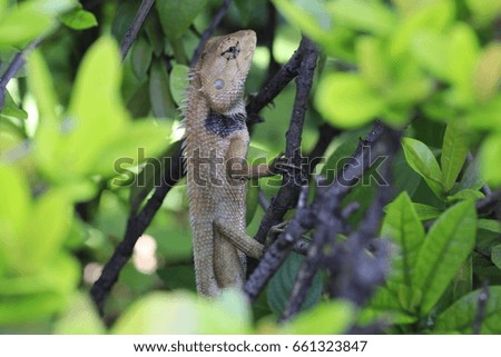 the brown chameleon on branch and transparency green leaves
