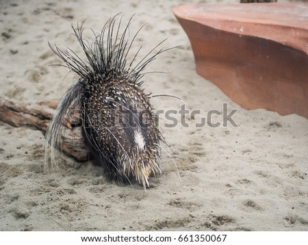 blackside of malayan porcupine standing on floor