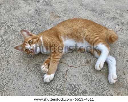 Cute cat in floor