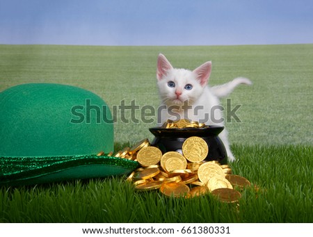 Small white kitten standing behind leprechaun pot of gold next to green hat in grass, field of grass in background to sky line. Fun Saint Patrick's day theme with animals.