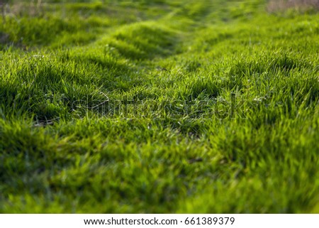 Green Grass Meadow In Sunset Sunrise Sunlight. Use for art, wallpapers, background, blog.