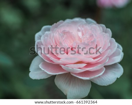 Pink english rose at the garden with blurred background