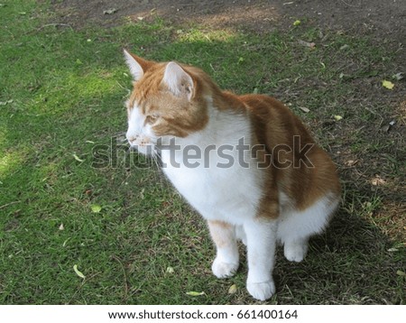 Ginger and white domestic pet cat relaxing on a lawn in the shade