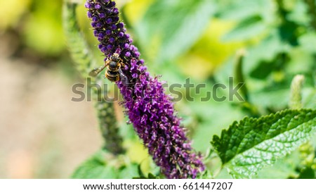 Purple flower and a bee close up photography. Macro photo with insect isolated. Photography flower and honeybee details. Bees flying.