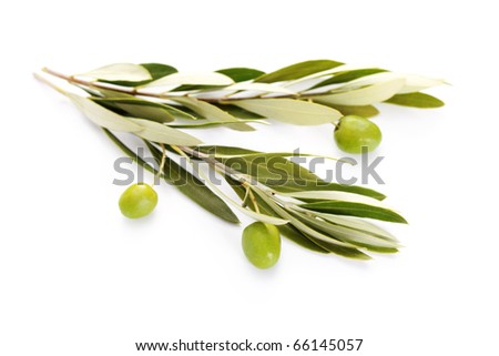 olive branch on white background - food and drink
