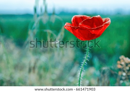 day landscape of red poppy on background of green field and clear sky
