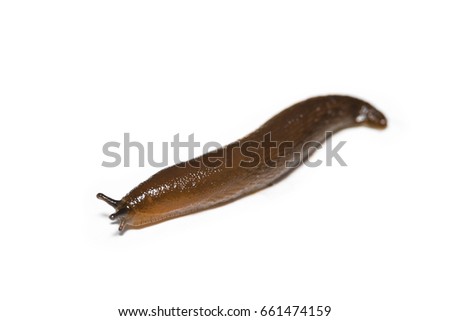 Spanish Slug (Arion vulgaris) isolated on white background. Garden problem. Royalty-Free Stock Photo #661474159