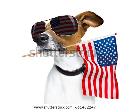 jack russell dog celebrating  independence day 4th of july with  usa flag in mouth,  isolated on white background Royalty-Free Stock Photo #661482247