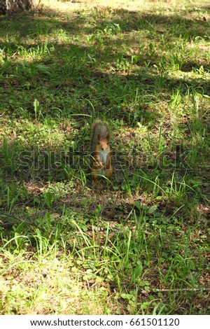 cute little squirrel in the park