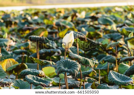 lotus flower and lotus leaf in the river in the evening, zooming lotus flower