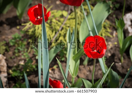 Nice red poppies in a little garden