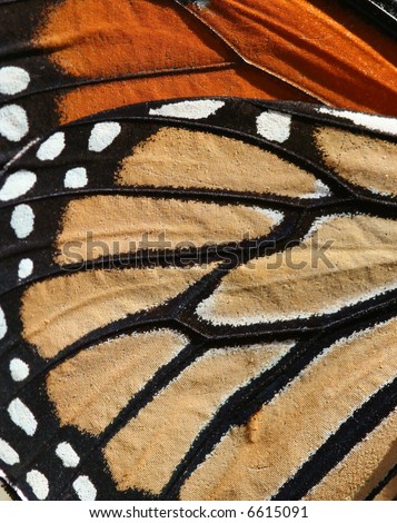 Macro of a Monarch Butterfly for background or texture