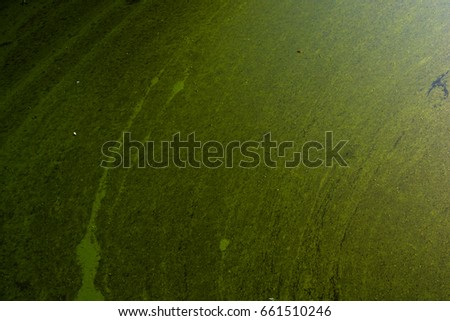abstract background of moss on water pond