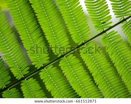 selective focus shallow depth of field green leaves backdrop picture of natural plant leaves of Climbing Wattle tree, Acacia pennata (L.), THAI vegetable plant with exotic and unique aroma 