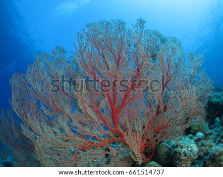 Dynamic red sea fan in Okinawa kerama island