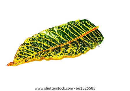 leaf,