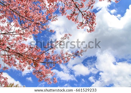 Pink flower blossom, cherry blossom and blue sky background Royalty-Free Stock Photo #661529233